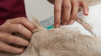Pet Vaccinations